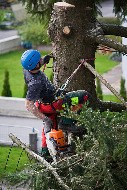 Best Stump Grinding and Removal  in Richmond Heights, FL